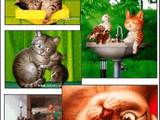 Cartoon Cats Screensaver 2