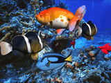 free 3D Aqua Screensaver