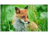 Animals III Screensaver