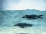 Penguin Screen saver