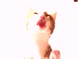 Cat Licking Screen Cleaner Screen Saver