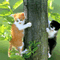 Free Pussy Cat Screensaver