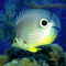 Free Fish Aquarium Screensaver
