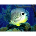 أيقونة Free Fish Aquarium Screensaver